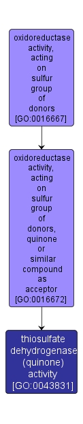 GO:0043831 - thiosulfate dehydrogenase (quinone) activity (interactive image map)