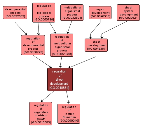 GO:0048831 - regulation of shoot development (interactive image map)