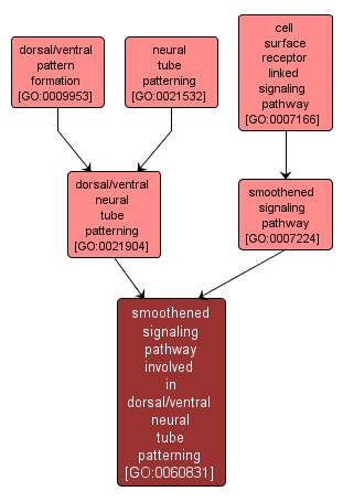 GO:0060831 - smoothened signaling pathway involved in dorsal/ventral neural tube patterning (interactive image map)