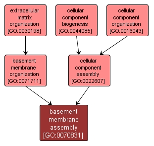 GO:0070831 - basement membrane assembly (interactive image map)