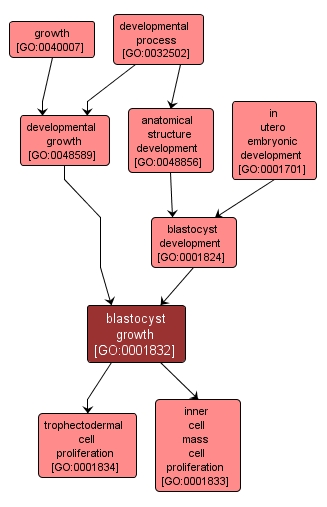 GO:0001832 - blastocyst growth (interactive image map)