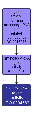 GO:0004832 - valine-tRNA ligase activity (interactive image map)