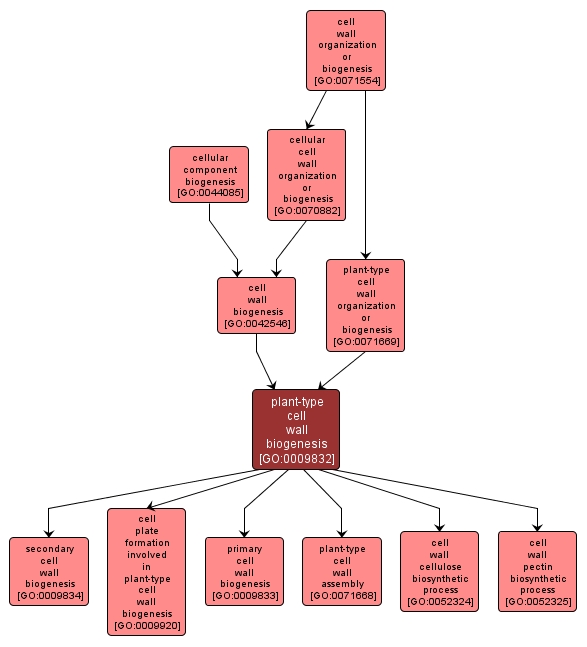 GO:0009832 - plant-type cell wall biogenesis (interactive image map)