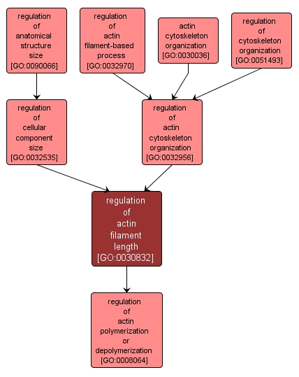 GO:0030832 - regulation of actin filament length (interactive image map)