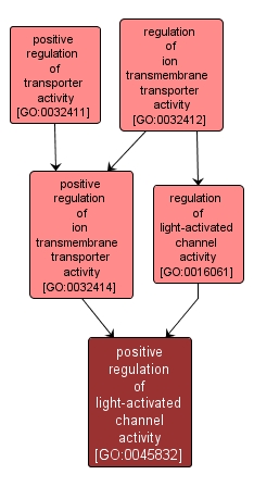 GO:0045832 - positive regulation of light-activated channel activity (interactive image map)