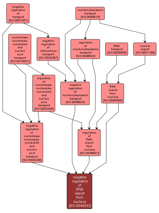 GO:0046832 - negative regulation of RNA export from nucleus (interactive image map)
