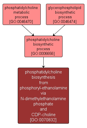 GO:0070832 - phosphatidylcholine biosynthesis from phosphoryl-ethanolamine via N-dimethylethanolamine phosphate and CDP-choline (interactive image map)