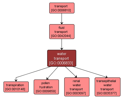 GO:0006833 - water transport (interactive image map)