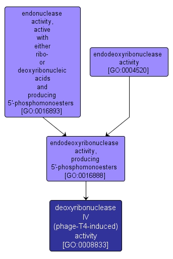 GO:0008833 - deoxyribonuclease IV (phage-T4-induced) activity (interactive image map)