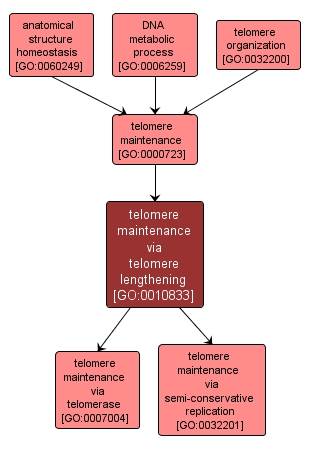 GO:0010833 - telomere maintenance via telomere lengthening (interactive image map)
