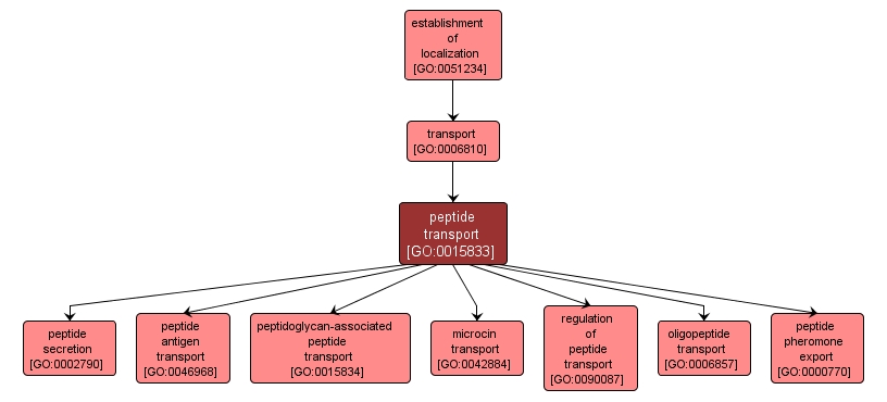 GO:0015833 - peptide transport (interactive image map)