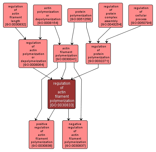 GO:0030833 - regulation of actin filament polymerization (interactive image map)