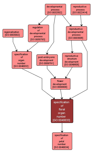 GO:0048833 - specification of floral organ number (interactive image map)