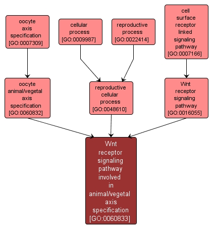 GO:0060833 - Wnt receptor signaling pathway involved in animal/vegetal axis specification (interactive image map)