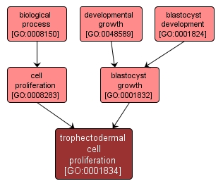 GO:0001834 - trophectodermal cell proliferation (interactive image map)