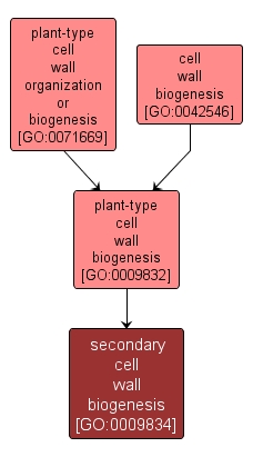 GO:0009834 - secondary cell wall biogenesis (interactive image map)