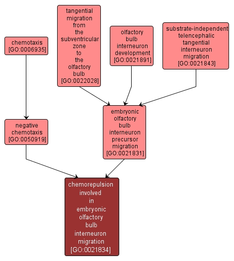 GO:0021834 - chemorepulsion involved in embryonic olfactory bulb interneuron migration (interactive image map)