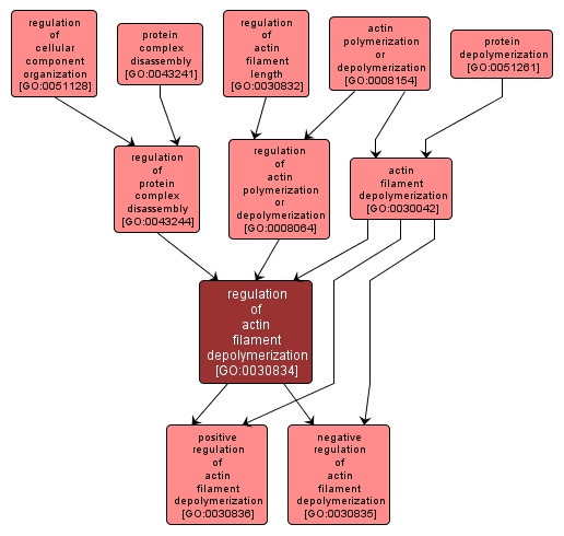 GO:0030834 - regulation of actin filament depolymerization (interactive image map)