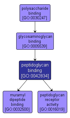 GO:0042834 - peptidoglycan binding (interactive image map)