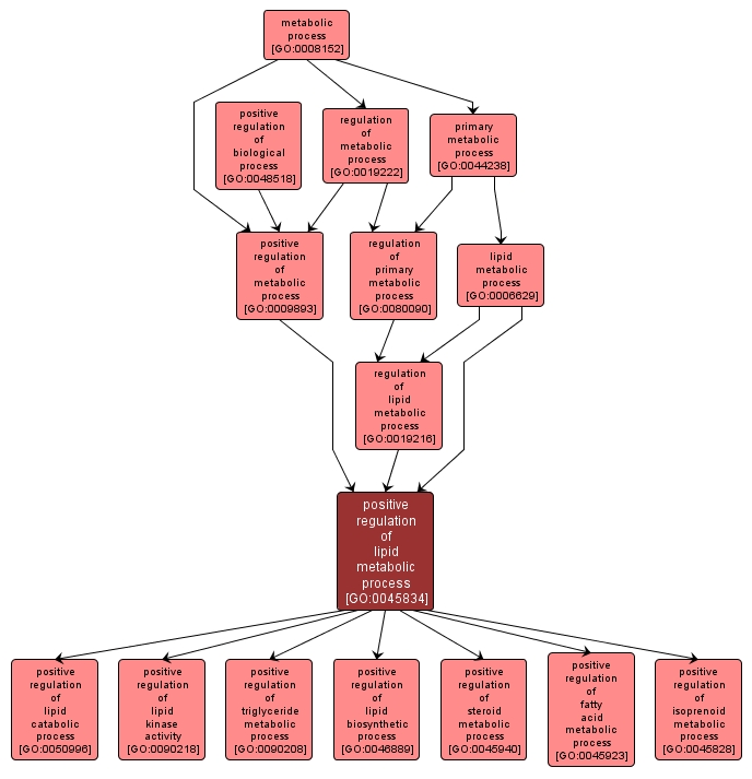 GO:0045834 - positive regulation of lipid metabolic process (interactive image map)