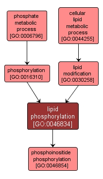 GO:0046834 - lipid phosphorylation (interactive image map)