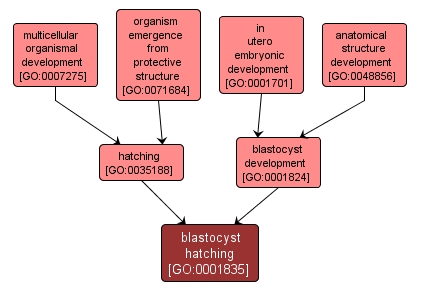 GO:0001835 - blastocyst hatching (interactive image map)