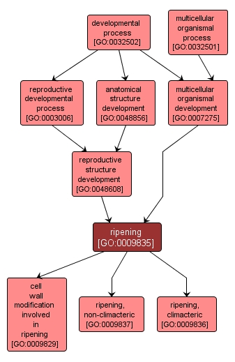 GO:0009835 - ripening (interactive image map)