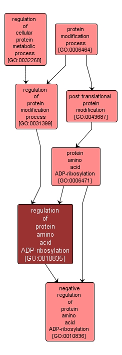 GO:0010835 - regulation of protein amino acid ADP-ribosylation (interactive image map)