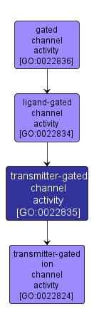 GO:0022835 - transmitter-gated channel activity (interactive image map)