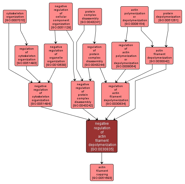 GO:0030835 - negative regulation of actin filament depolymerization (interactive image map)