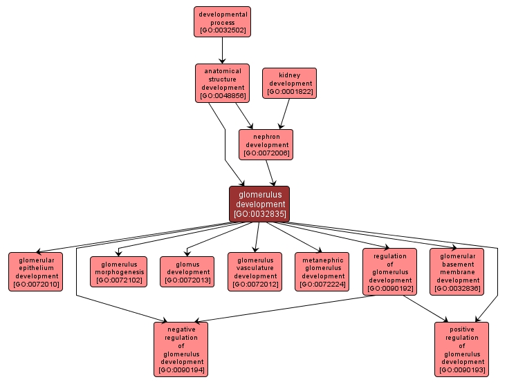 GO:0032835 - glomerulus development (interactive image map)