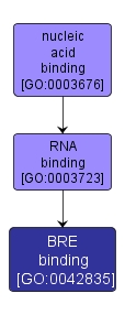 GO:0042835 - BRE binding (interactive image map)