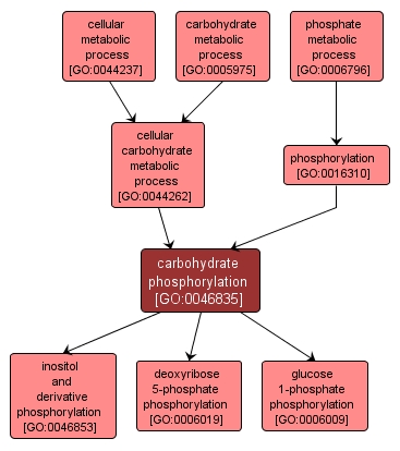 GO:0046835 - carbohydrate phosphorylation (interactive image map)