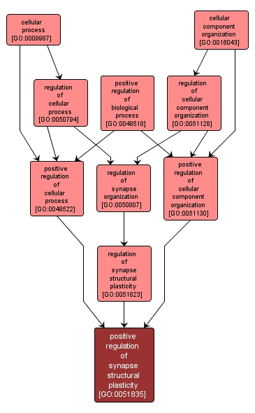 GO:0051835 - positive regulation of synapse structural plasticity (interactive image map)