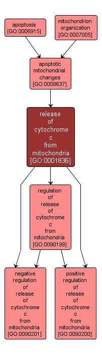 GO:0001836 - release of cytochrome c from mitochondria (interactive image map)