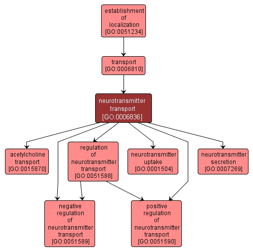 GO:0006836 - neurotransmitter transport (interactive image map)