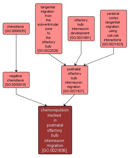 GO:0021836 - chemorepulsion involved in postnatal olfactory bulb interneuron migration (interactive image map)