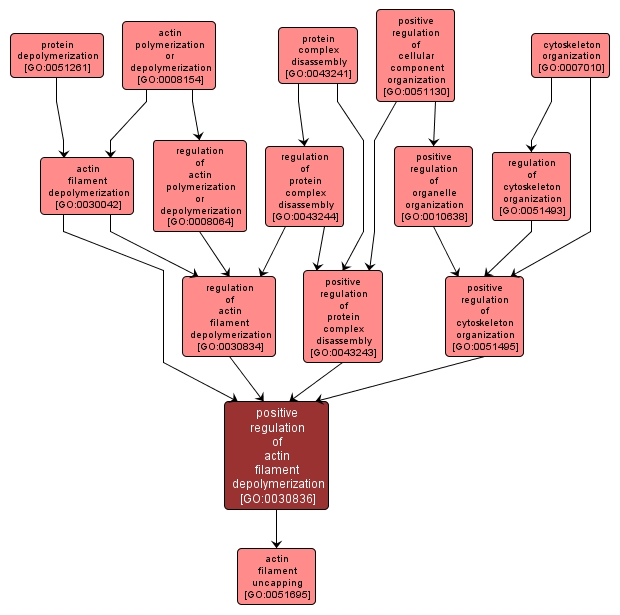 GO:0030836 - positive regulation of actin filament depolymerization (interactive image map)