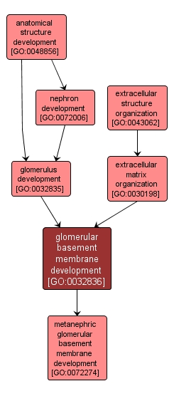 GO:0032836 - glomerular basement membrane development (interactive image map)