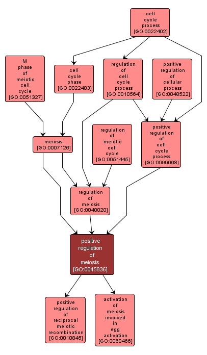 GO:0045836 - positive regulation of meiosis (interactive image map)