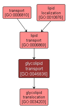 GO:0046836 - glycolipid transport (interactive image map)