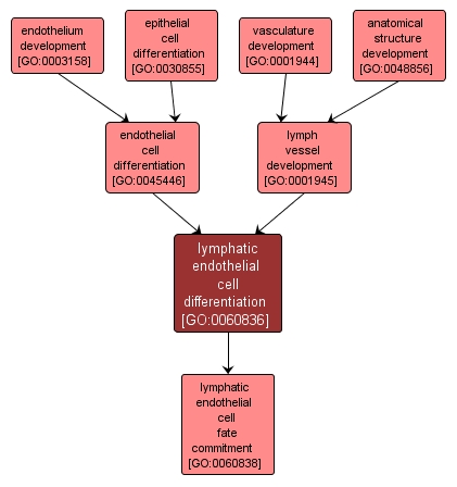 GO:0060836 - lymphatic endothelial cell differentiation (interactive image map)