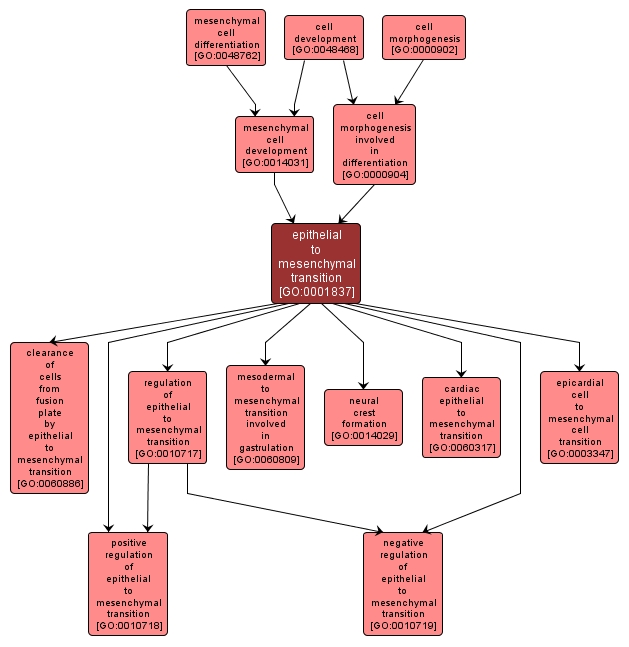 GO:0001837 - epithelial to mesenchymal transition (interactive image map)