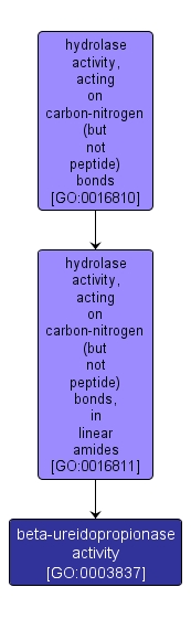 GO:0003837 - beta-ureidopropionase activity (interactive image map)