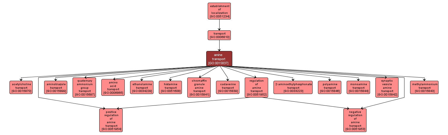 GO:0015837 - amine transport (interactive image map)