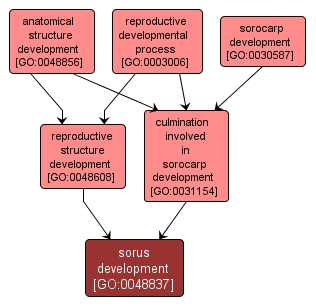 GO:0048837 - sorus development (interactive image map)