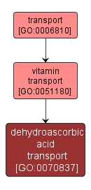 GO:0070837 - dehydroascorbic acid transport (interactive image map)