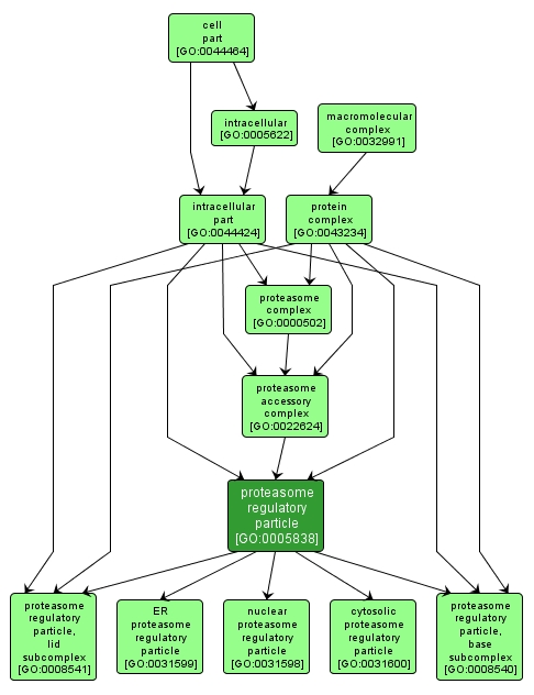 GO:0005838 - proteasome regulatory particle (interactive image map)