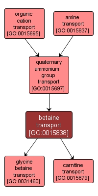 GO:0015838 - betaine transport (interactive image map)