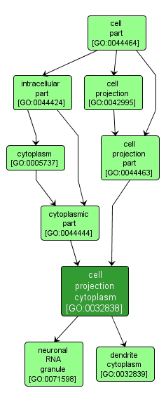 GO:0032838 - cell projection cytoplasm (interactive image map)